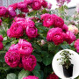 Троянда штамбова Ascot в горщику 5 л