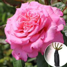 Троянда Ashley (Ешлі)