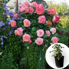 Троянда штамбова Augusta Luise в горщику 5 л