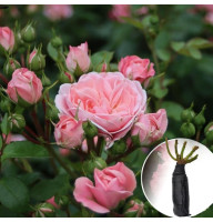 Роза Bailando (Байландо)