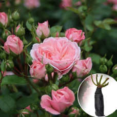 Троянда Bailando (Байландо)