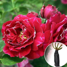 Троянда Baron Girod de l'Ain (Барон Жирон Де Лайон)