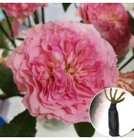 Роза Bellalinda Cruella (Белла Линда Круелла)