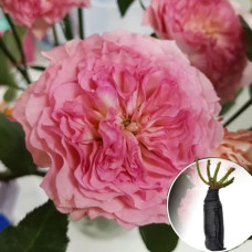 Троянда Bellalinda Cruella (Белла Лінда Круелла)