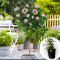 Роза штамбовая Blossom Bubbles в горшке 5 л