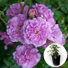 Троянда в горщику Blue Boy 5 л