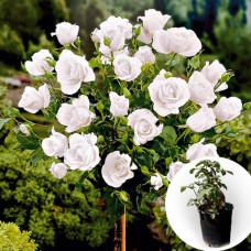 Роза штамбовая Boeing в горшке 5 л