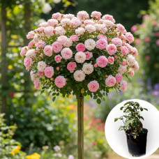 Роза штамбовая Bouquet Parfait в горшке 5 л