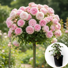 Роза штамбовая Bridal Piano в горшке 5 л