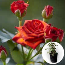 Троянда в горщику Brown Sugar 5 л