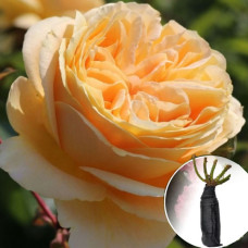 Роза Candlelight (Кендлайт)