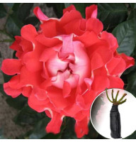 Троянда Candy Ruffles (Кенді Рафлз)