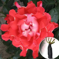 Роза Candy Ruffles (Кенди Рафлз)