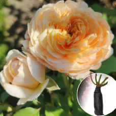 Роза Caramel Antike (Карамель Антик)