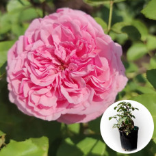 Троянда в горщику Carey 5 л