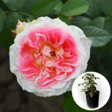 Троянда в горщику Cesar 5 л