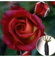 Роза Chococcino (Чокочіно)