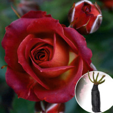 Роза Chococcino (Чокочіно)