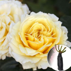 Троянда Cyrano de Bergerac (Сірано де Бежерак)