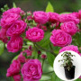 Троянда штамбова Dinky в горщику 5 л