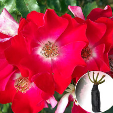 Троянда Dortmund (Дортмунд)