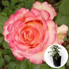 Роза в горшке Duett 5 л