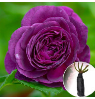 Троянда Ebb Tide (Ебб Тайд)