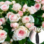 Троянда Eden Romantica (Еден Романтика)