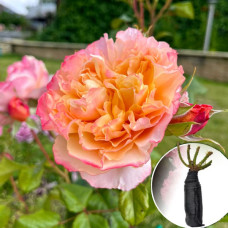 Роза Edith (Едит)