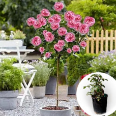 Роза штамбовая Eisvogel в горшке 5 л