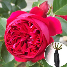 Троянда Eric Tabarly (Ерік Таберлі)