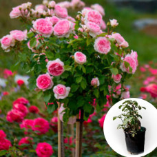 Троянда штамбова Esperance в горщику 5 л
