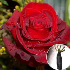 Троянда Explorer (Експлорер)