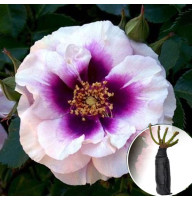 Роза Eyes for You (Айс фо Ю)