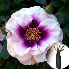 Троянда Eyes for You (Айс фо Ю)