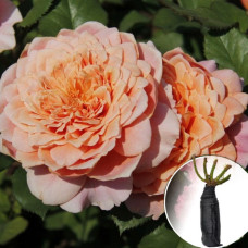 Троянда Festival des Jardins de Chaumont (Фестиваль де Жардін де Шомон)