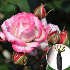 Троянда Furore (Фурор)