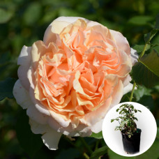 Роза в горшке Genevieve Orsi 5 л