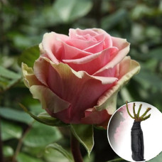 Троянда Geraldine (Джеральдіна)