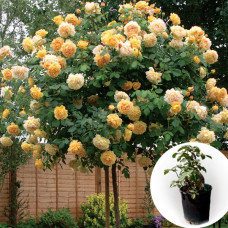 Троянда штамбова Golden Celebration в горщику 5 л
