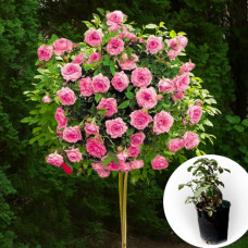 Троянда штамбова Happy Piano в горщику 5 л