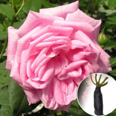 Троянда Hermosa (Хермоса)