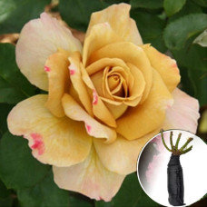 Троянда Honey Dijon (Хані Діжон)