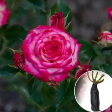 Троянда Imara (Імара)