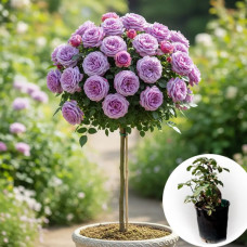 Троянда штамбова Indigoletta в горщику 5 л