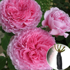 Троянда James Galway (Джеймс Гелвей)