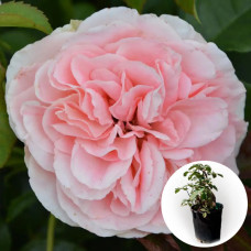 Роза в горшке Jet Set 5 л