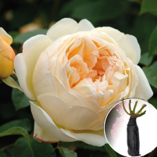 Троянда Jude The Obscure (Джуд зе Обскур)