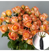 Роза Juice Sensation (Джус Сенсейшн)