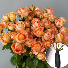 Роза Juice Sensation (Джус Сенсейшн)